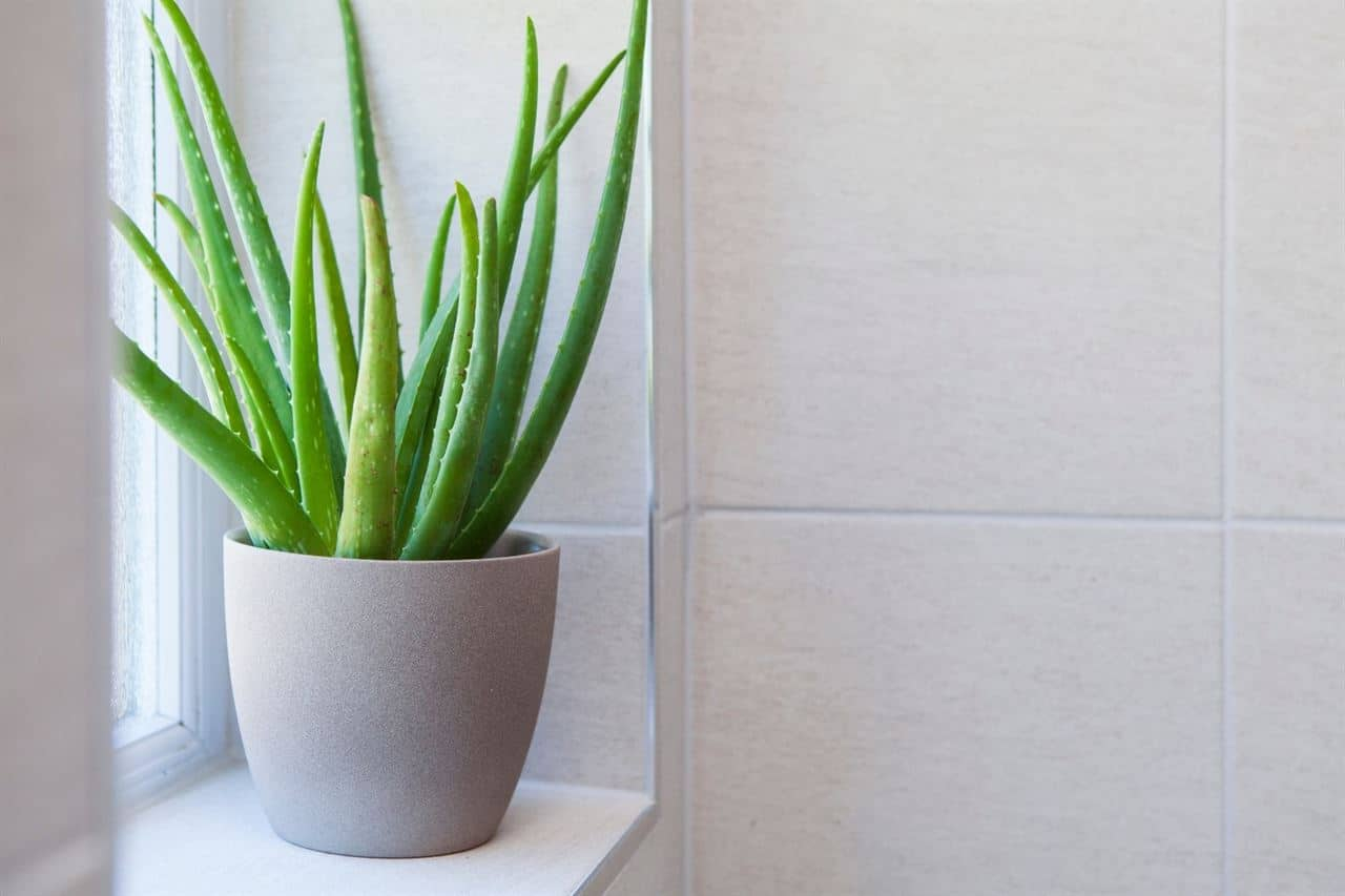 Aloe Vera plant