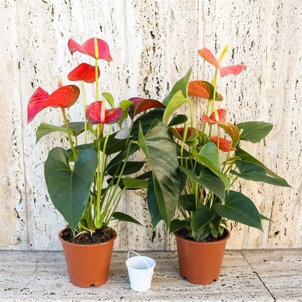 Anthurium plant
