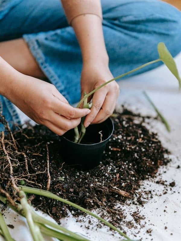 fertilizers for plants