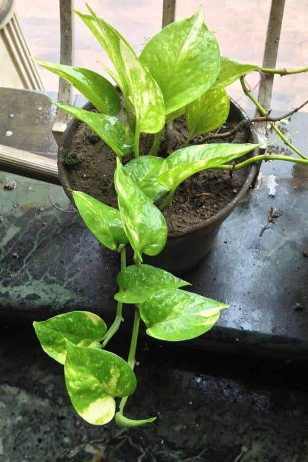 money plant