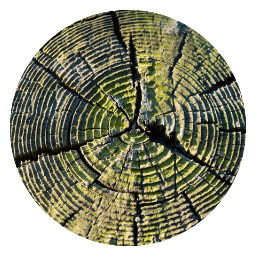image representing biophilic design value